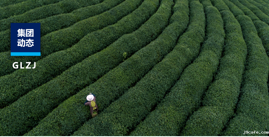 茶园到茶杯，伟德bv1946官网如何为陕茶全产业链注入“硬核力量”？